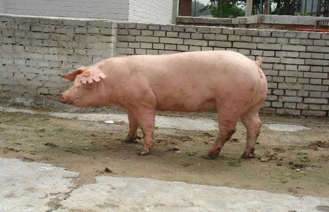 长白猪养殖技术