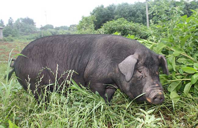 湘西黑猪养殖技术