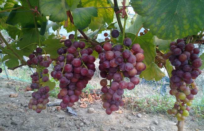 红提葡萄种植技术