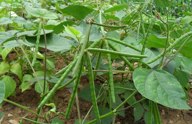 绿豆种植技术