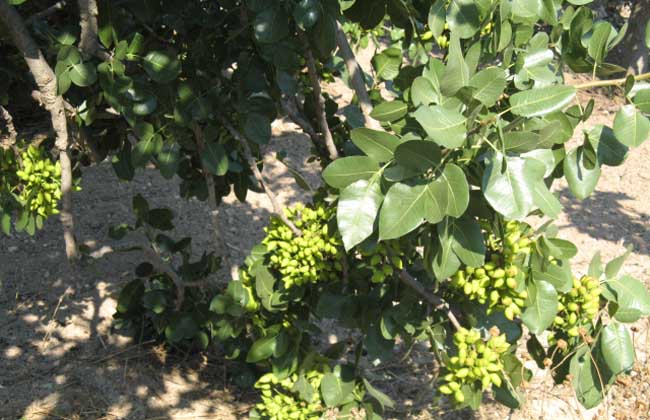 开心果树的种植条件