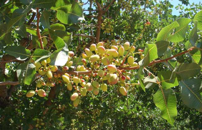 开心果树的种植技术