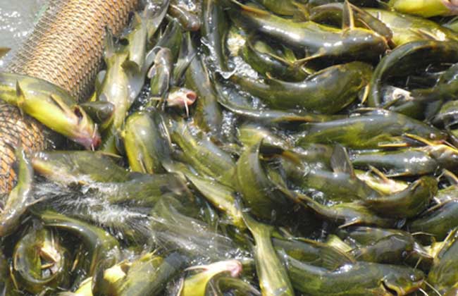 黄颡鱼养殖技术视频
