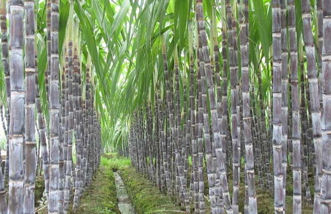 甘蔗种植技术视频