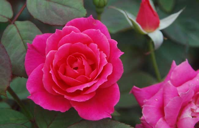 玫瑰花种植技术视频