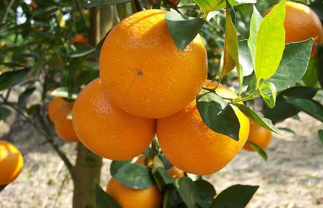 柑橘种植技术视频